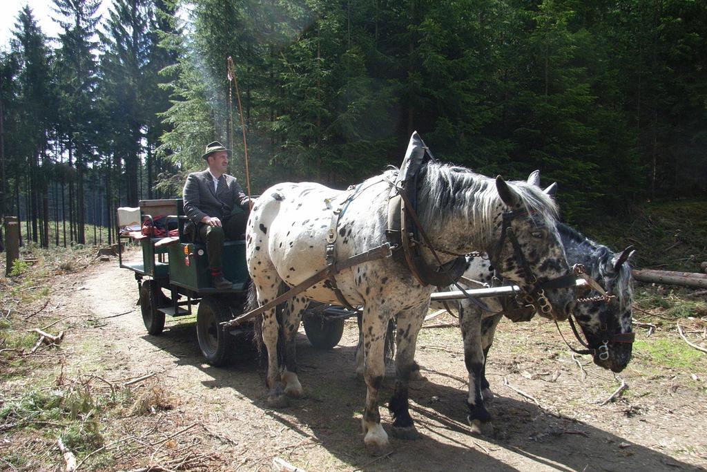 Pension & Reitstall Inghofer Хайденрайхщайн Екстериор снимка